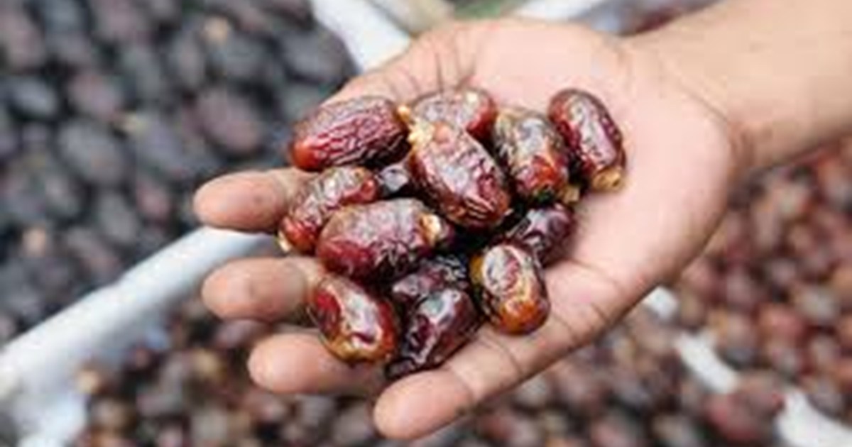 dry dates eating process