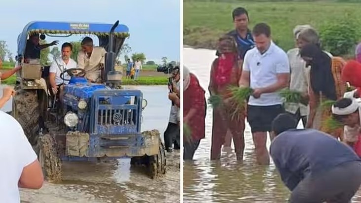 rahul gandhi on paddy field in sonipat