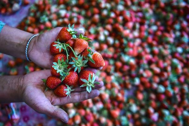 strawberry farming in bihar strawberry farming in bihar