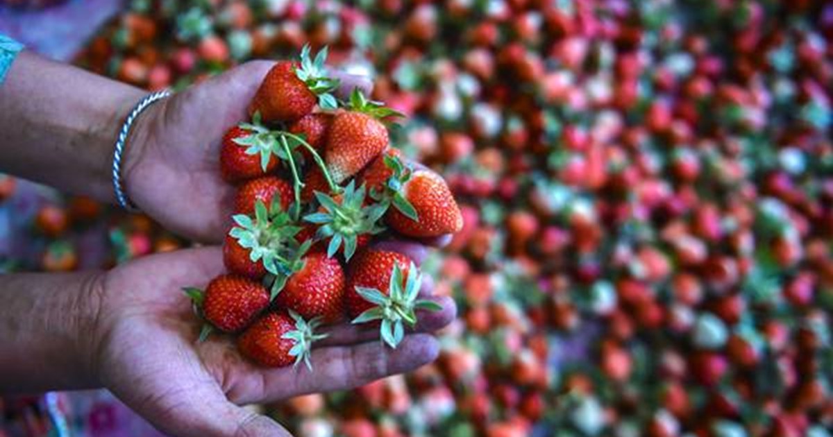 strawberry farming in bihar