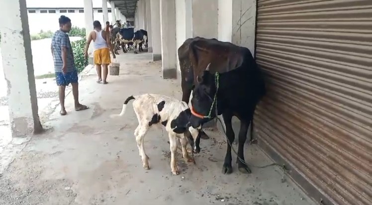 Big action against cattle smuggling in Motihari Big action against cattle smuggling in Motihari