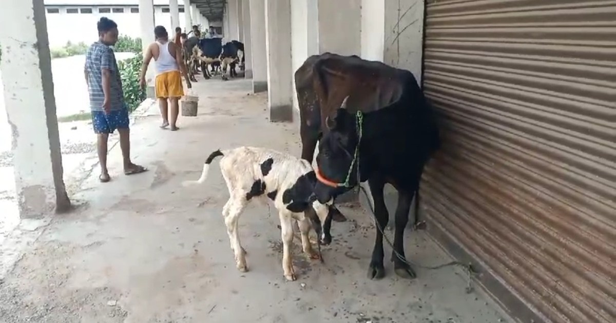 Big action against cattle smuggling in Motihari