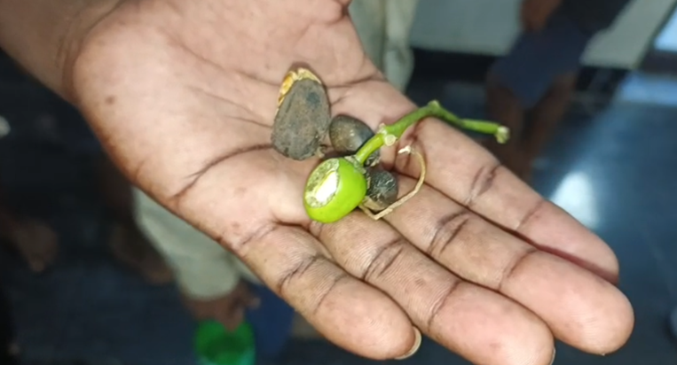 Badam jaisa dikhne wala jangli phal khane se 11 bacchon ki b