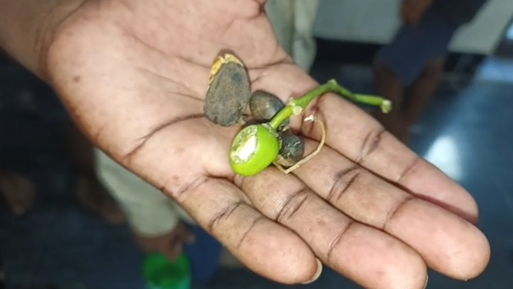 Badam jaisa dikhne wala jangli phal khane se 11 bacchon ki b