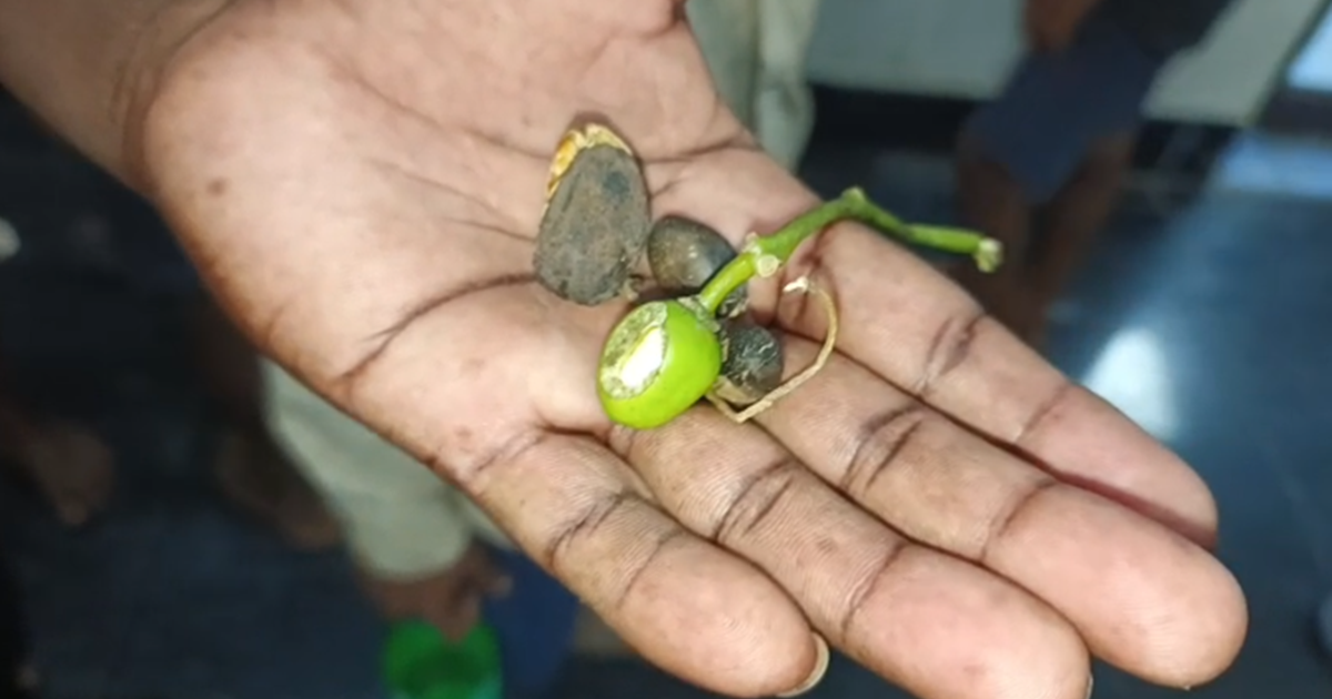 Badam jaisa dikhne wala jangli phal khane se 11 bacchon ki b