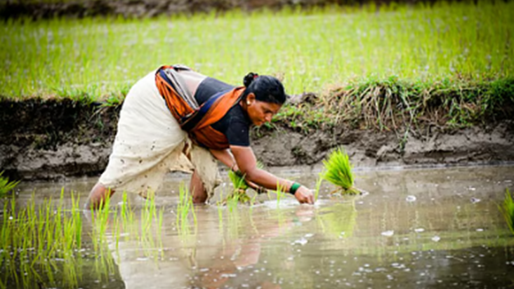 Kisano ke liye badi khushkhabri: Rasayan mukt kheti se kisan