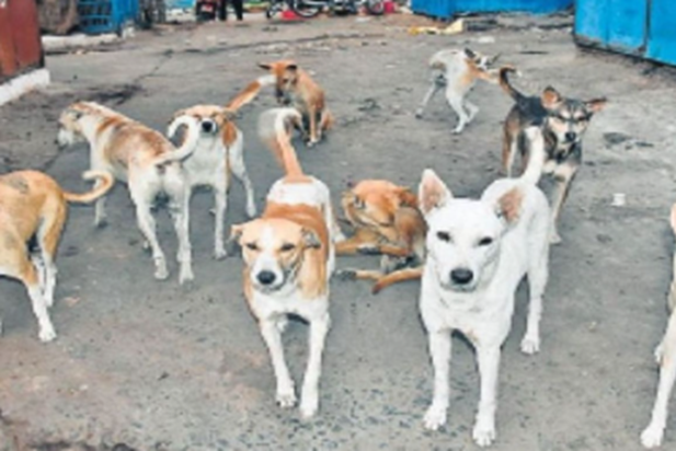 Gopalganj mein awara kutto ka aatank, ek darjan kutto ne mah