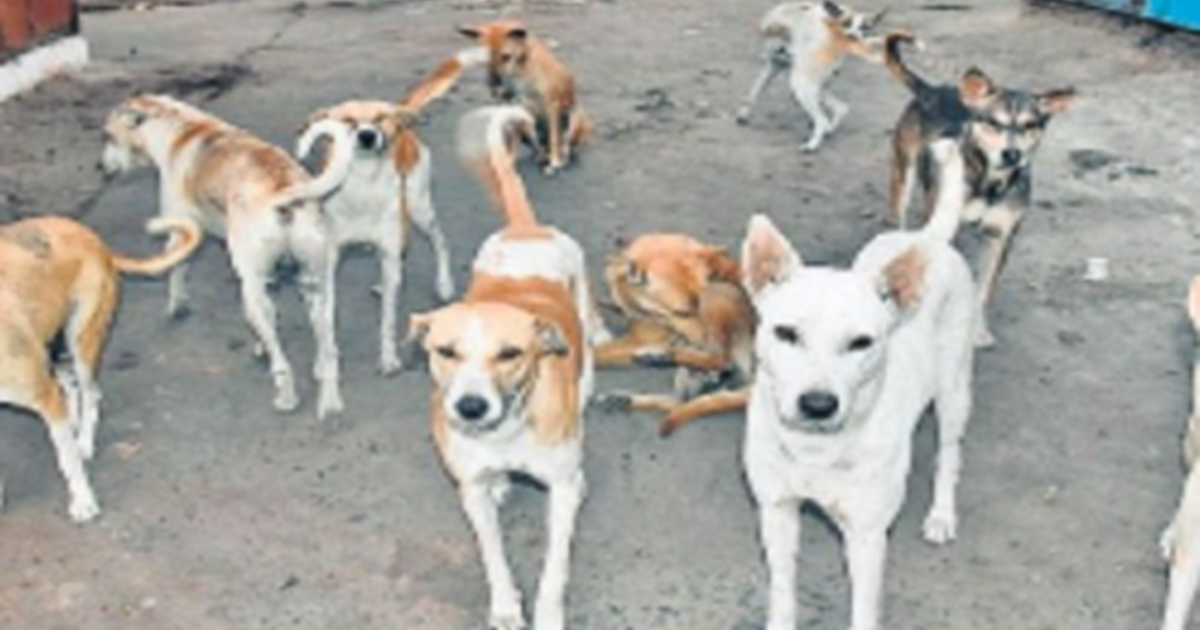 Gopalganj mein awara kutto ka aatank, ek darjan kutto ne mah