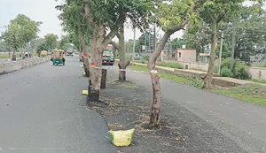 Bihar mein gazab karnama! Hadsa ko nimntran de raha sadak ke beecho-beech darjon ped, jawaabdehi kiski?