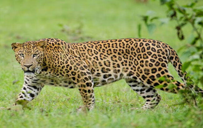 Valmiki Nagar jungle se bhatkar rehayashi kshetra mein pahun