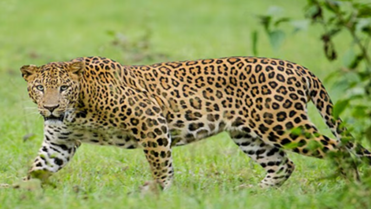 Valmiki Nagar jungle se bhatkar rehayashi kshetra mein pahun