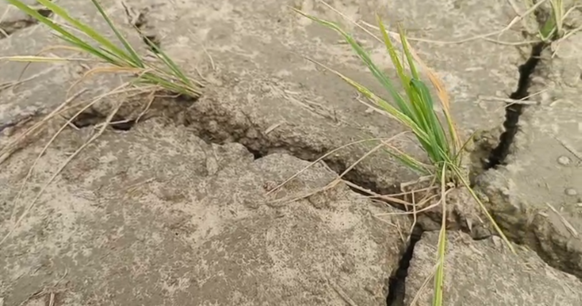 Sookhe se kisan pareshan, sarkar se muavze ka intezar...