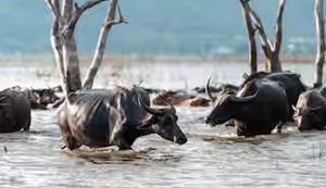 "Baadh ya aapda ke samay pashuon ki mrityu hone par sarkar de rahi anudaan, aise karen aavedan..."