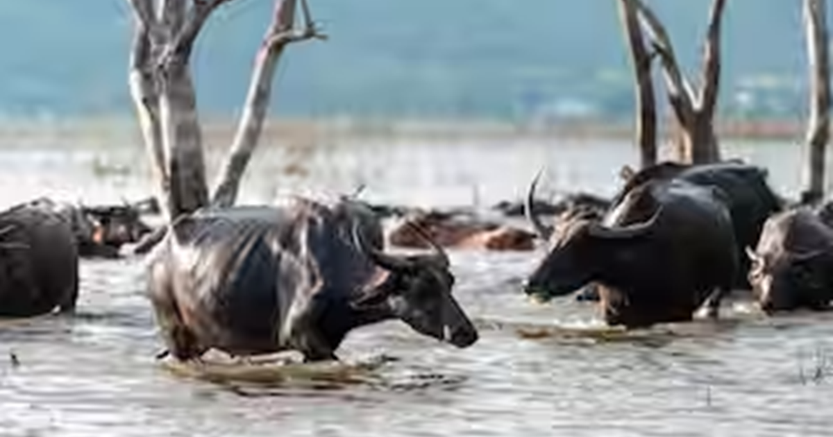 "Baadh ya aapda ke samay pashuon ki mrityu hone par sarkar d