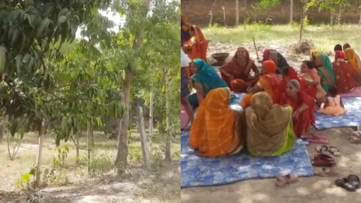 According to Hindu customs, the marriage of the mango tree, 