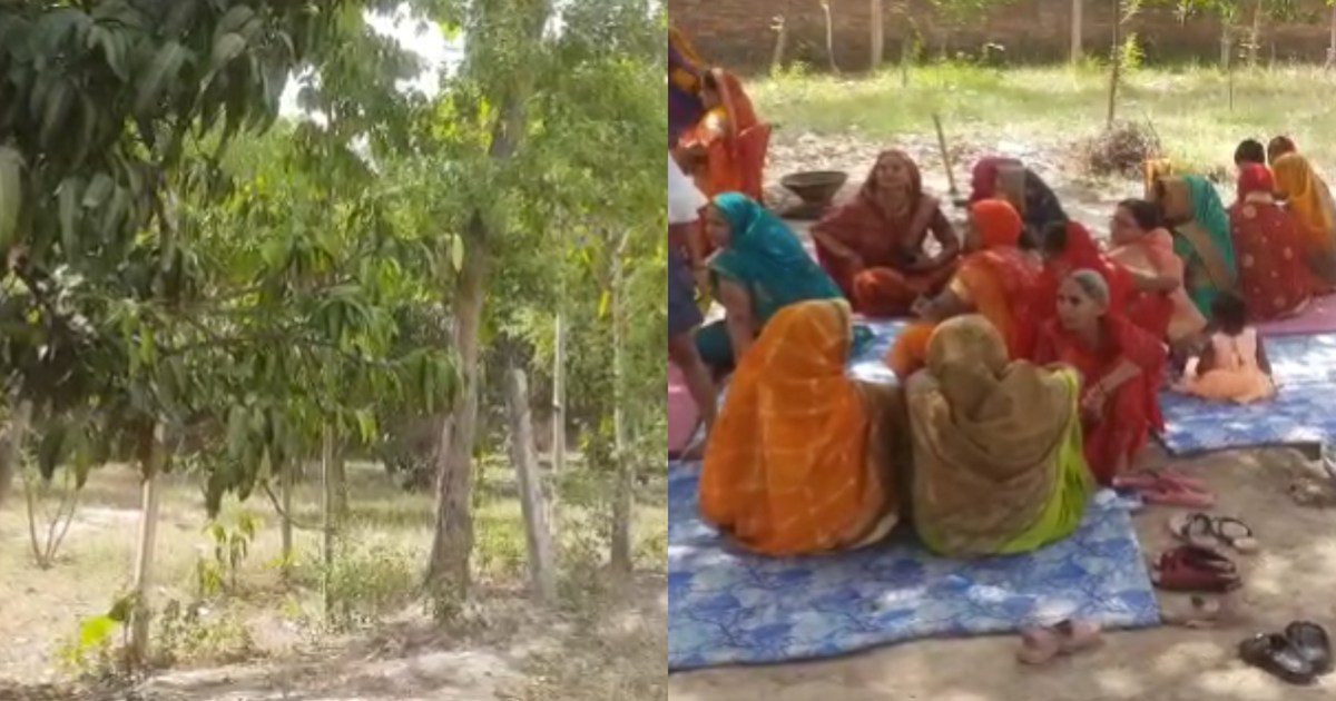 According to Hindu customs, the marriage of the mango tree, 