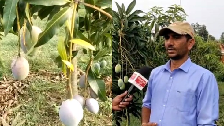 Mango or treasure! Costlier than gold, 2 lakh 70 thousand ru Mango or treasure! Costlier than gold, 2 lakh 70 thousand ru