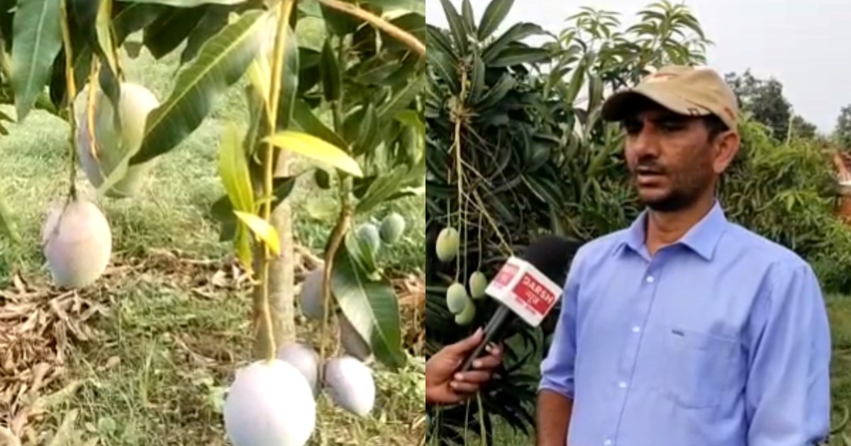 Mango or treasure! Costlier than gold, 2 lakh 70 thousand ru