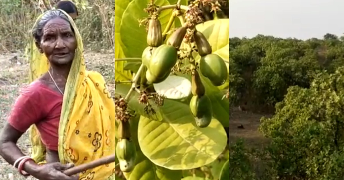 Cashew nuts are sold here at the price of potatoes and onion