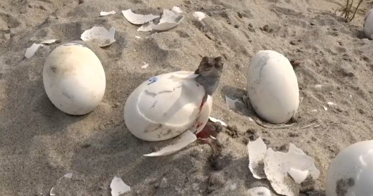 Gandak river is blooming, know who is making efforts