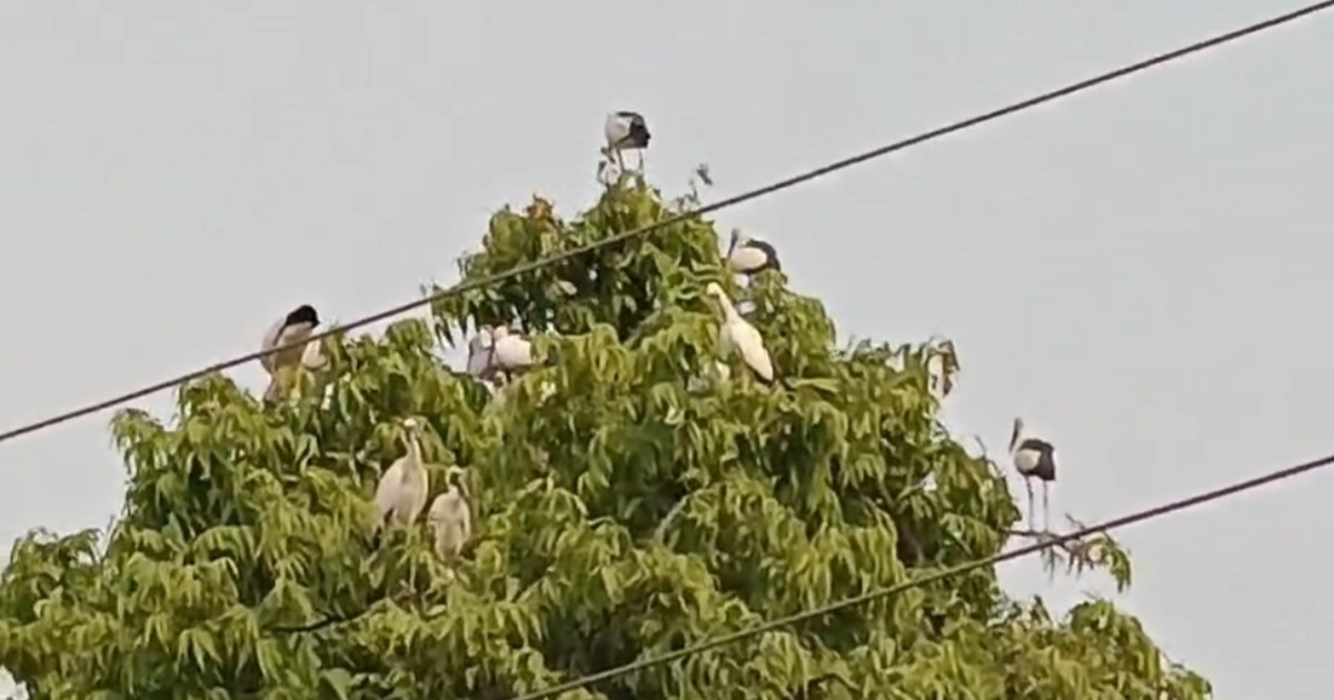 Danapur Army Cantt is full of Siberian birds