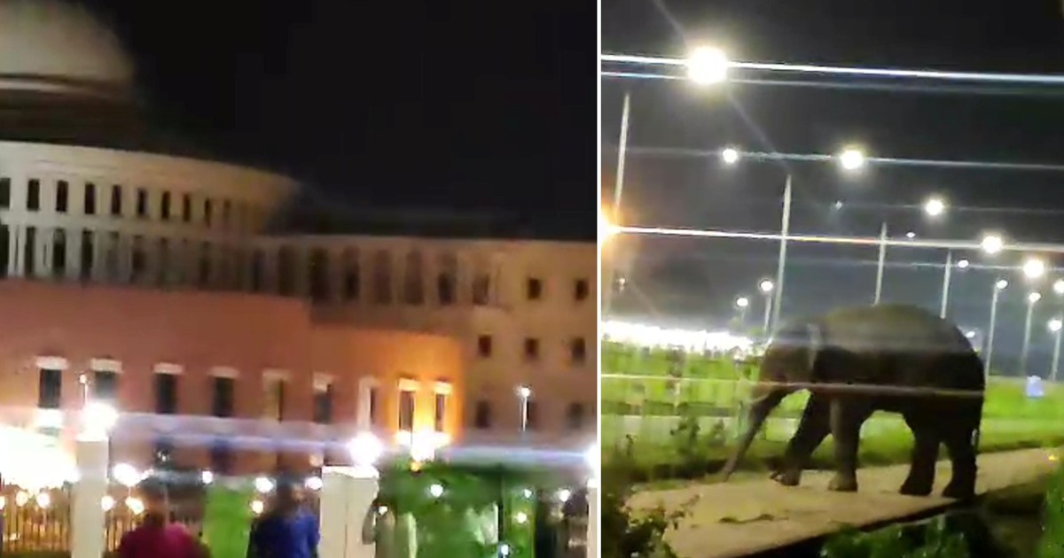 When a wild elephant reached near Jharkhand assembly at midn