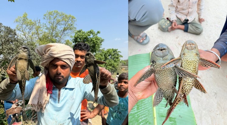 Fish from America's Amazon river found in Aruna river of Eas
