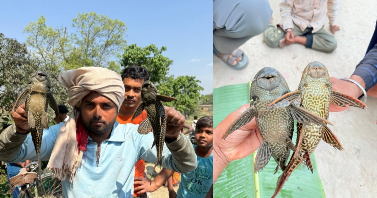 Fish from America's Amazon river found in Aruna river of Eas