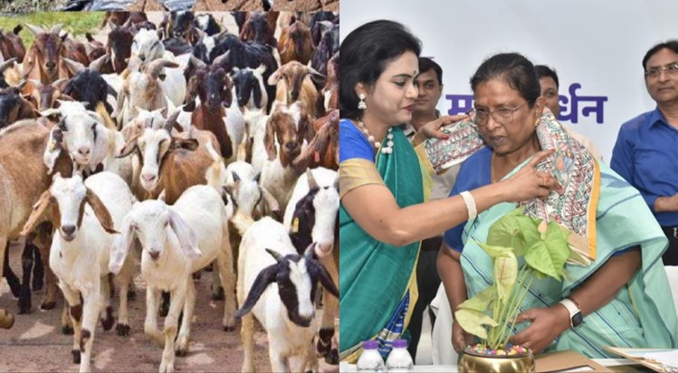 Goat is like an ATM for rural women - Minister Renu Devi Goat is like an ATM for rural women - Minister Renu Devi