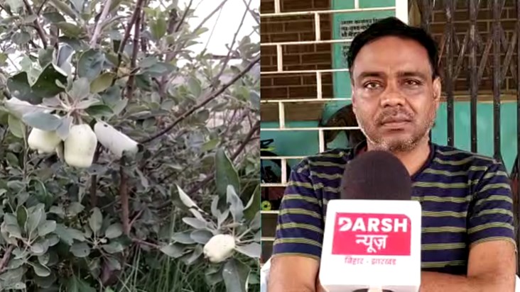 Farmer is growing 3 varieties of apple even in 42 degree Cel