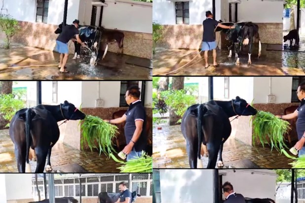Minister Ashok Chaudhary was seen doing cow service early in Minister Ashok Chaudhary was seen doing cow service early in