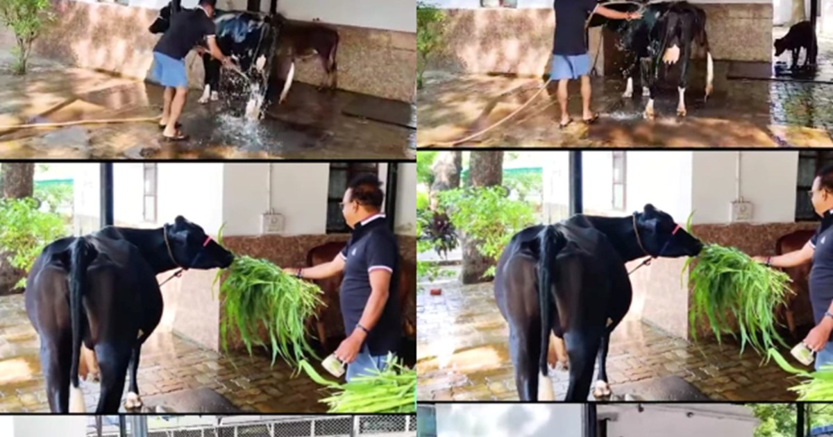 Minister Ashok Chaudhary was seen doing cow service early in