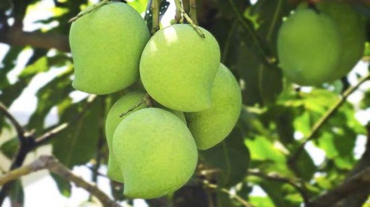 Sensation, MURDER just for a mango tikola.. Sensation, MURDER just for a mango tikola..