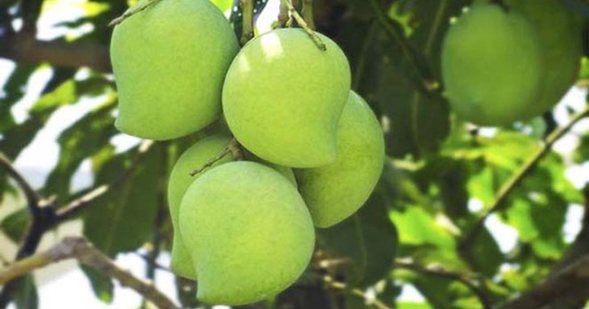 Sensation, MURDER just for a mango tikola..