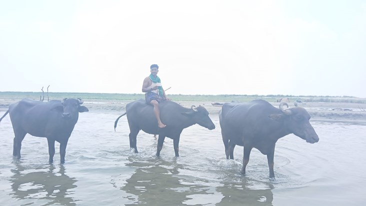 When voters arrived to vote riding on a buffalo When voters arrived to vote riding on a buffalo