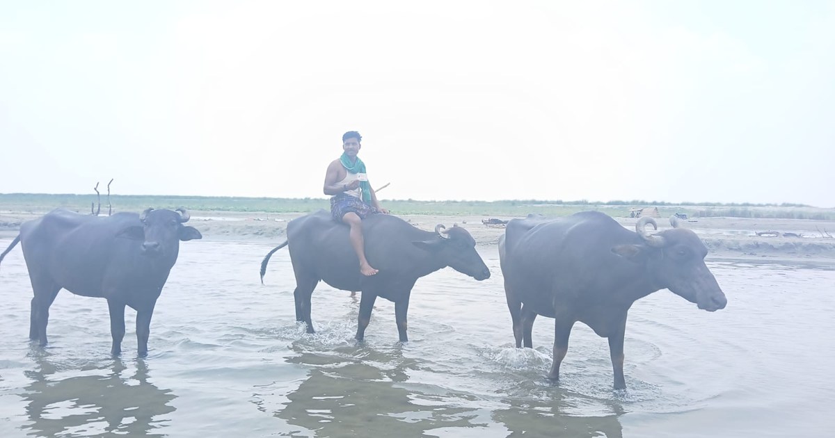 When voters arrived to vote riding on a buffalo