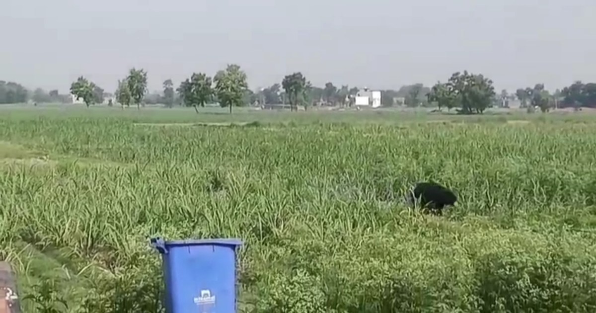 A bear entered Bagaha city, people panicked