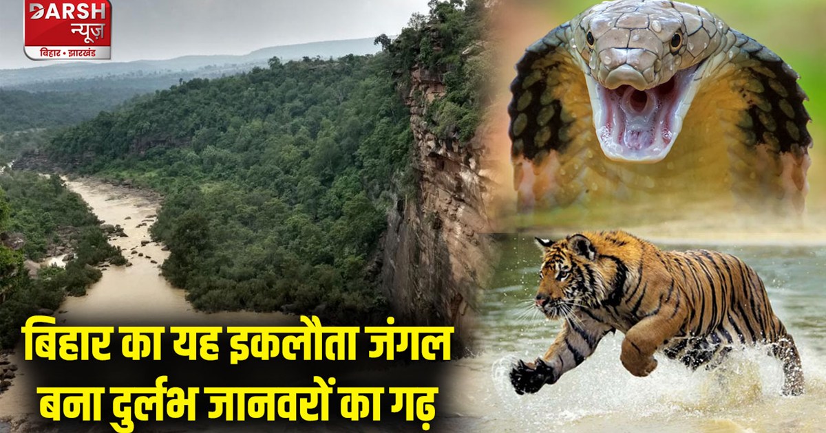 valmiki nagar tiger ereserve forest becomes king-cobra-tiger