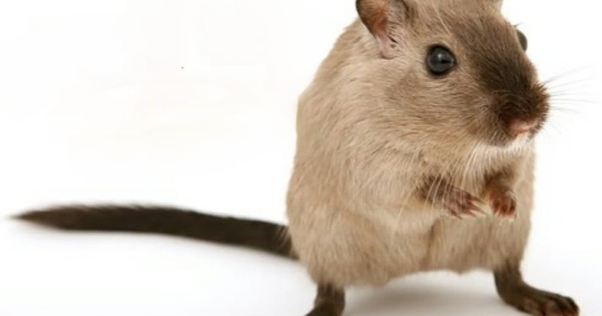 Lalu's beloved daughter Rohini Acharya attacked Nitish gover