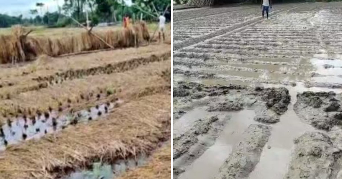 Farmers of Seemanchal are worried due to the damage to crops