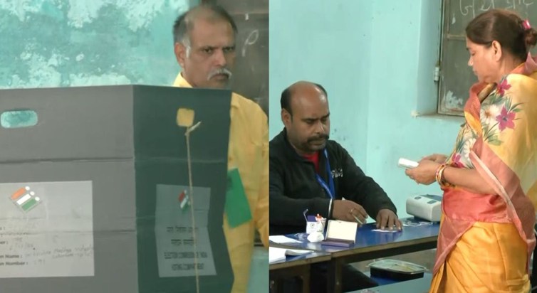 I don't care which lions are fighting.