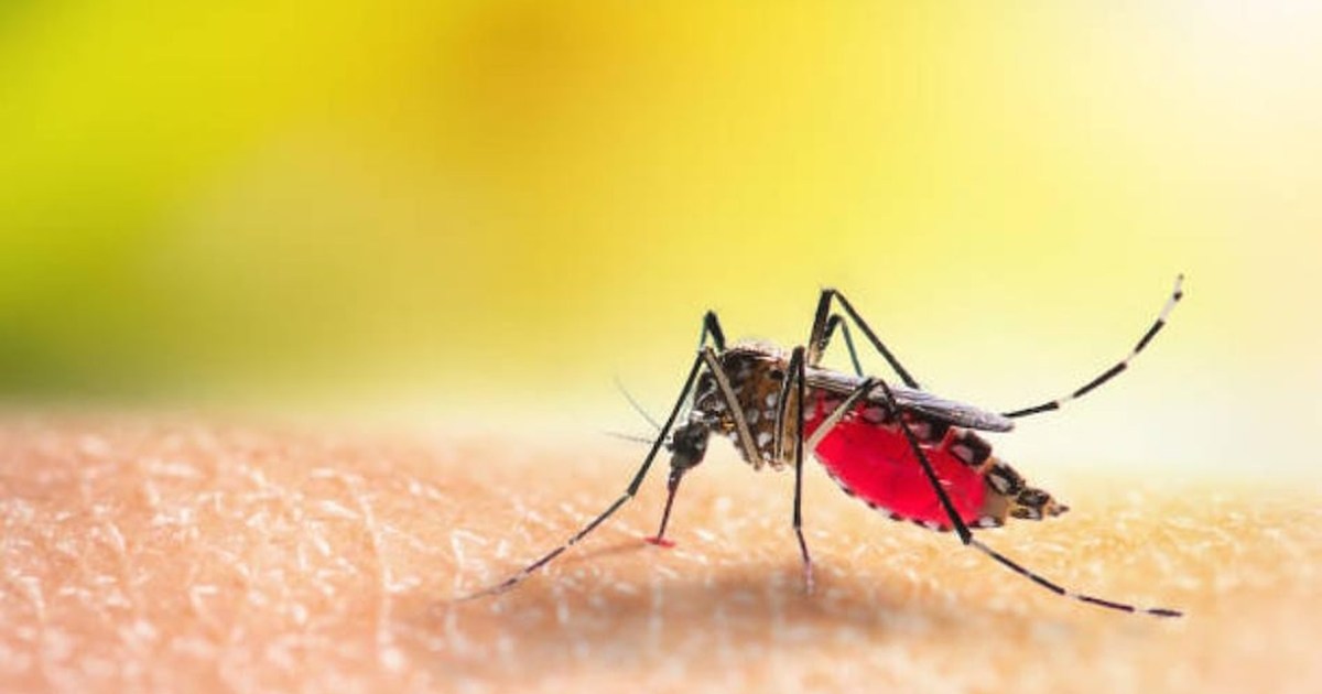 Despite the cold, dengue outbreak in Patna 