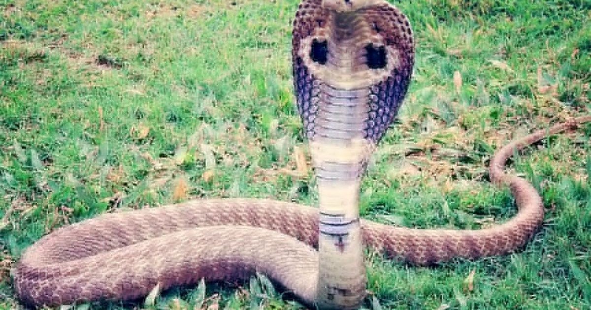 Snake wreaks havoc amid floods in Katihar, 5 dead in 4 days