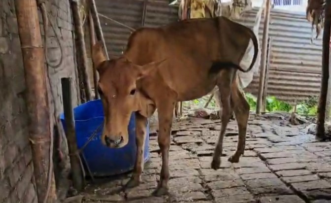 Two claimants of one calf of a cow, Katihar police itself go