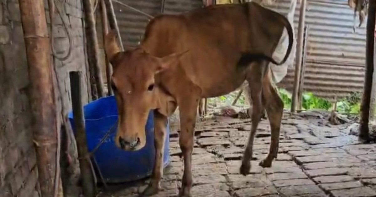 Two claimants of one calf of a cow, Katihar police itself go