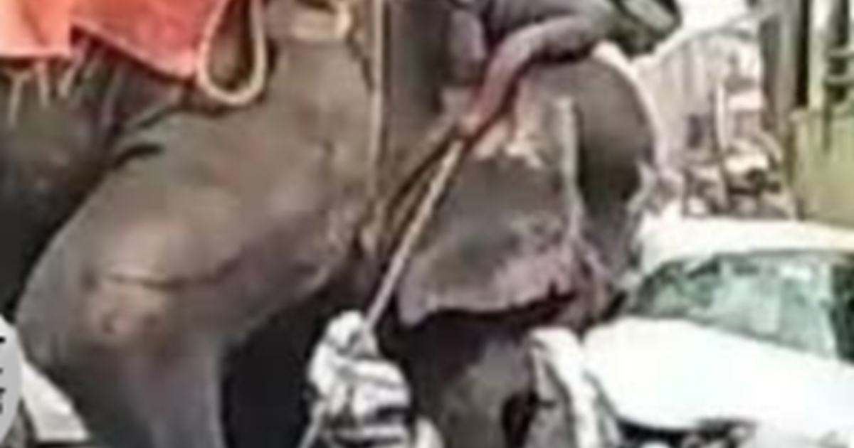 During the procession, the elephant got frightened, killed o