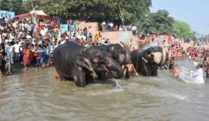 The world-famous Sonepur Fair will be inaugurated on this day