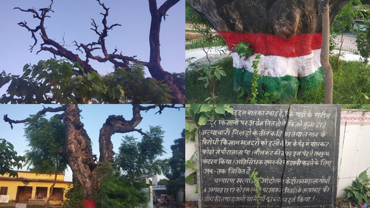 'That Neem tree of Champaran where the British used to tie f 'That Neem tree of Champaran where the British used to tie f