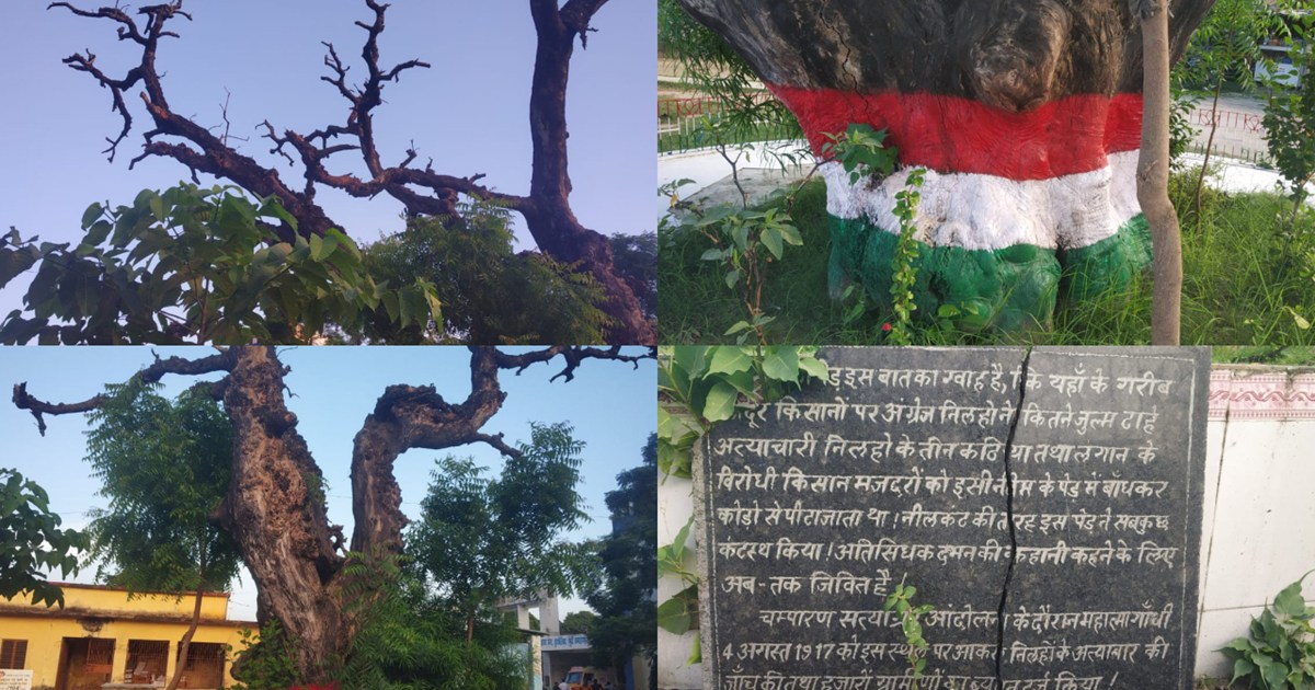 'That Neem tree of Champaran where the British used to tie f
