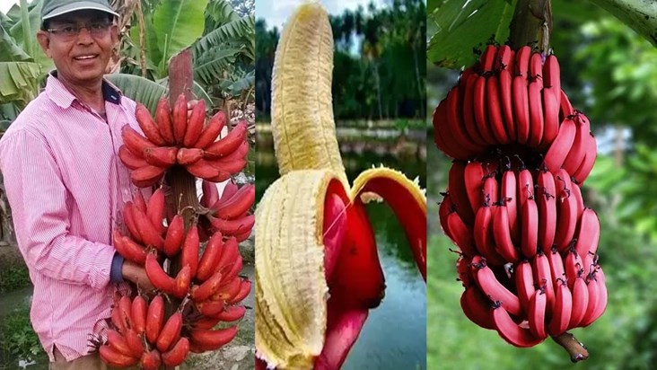 vaishali-not-25-50-this-red-banana-sold-for-200-rupees-dozen